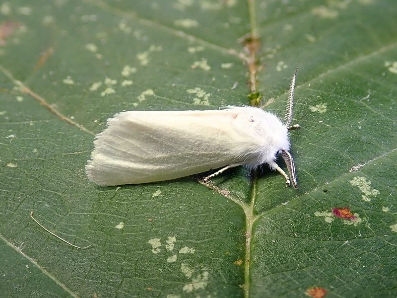 da identificare: piccola falena bianca